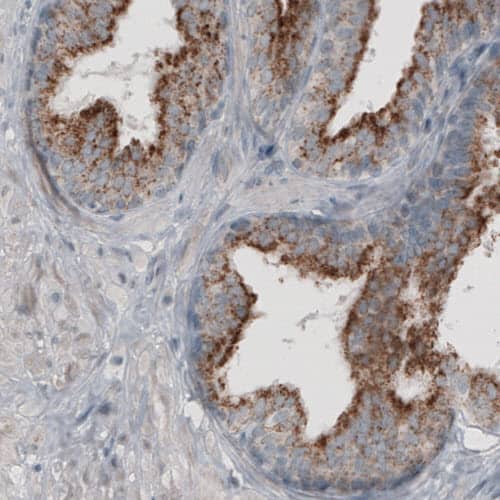 Staining of human prostate shows strong granular cytoplasmic positivity in glandular cells.