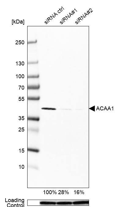 Analysis in U-251MG cells transfected with control siRNA, target specific siRNA probe #1 and #2, using Anti-ACAA1 antibody. Remaining relative intensity is presented. Loading control: Anti-PPIB.
