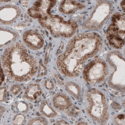 Staining of human kidney shows granular cytoplasmic immunoreactivity in renal tubules.