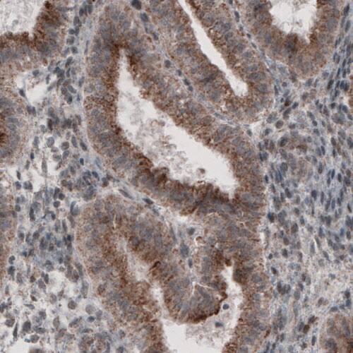 Staining of human endometrium shows granular cytoplasmic immunoreactivity in glandular cells.