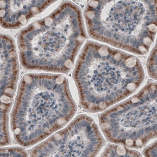 Staining of human small intestine shows strong granular cytoplasmic positivity in glandular cells.
