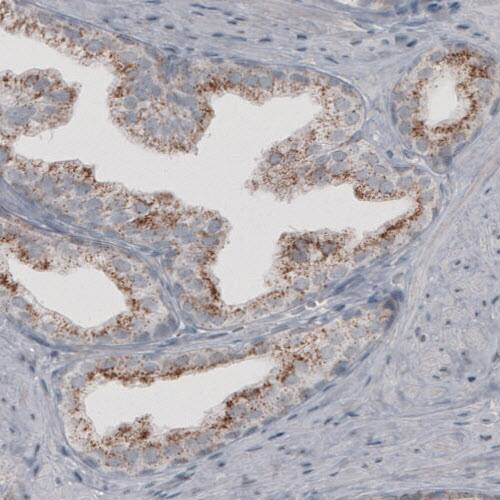 Staining of human prostate shows granular cytoplasmic immunoreactivity in glandular cells.
