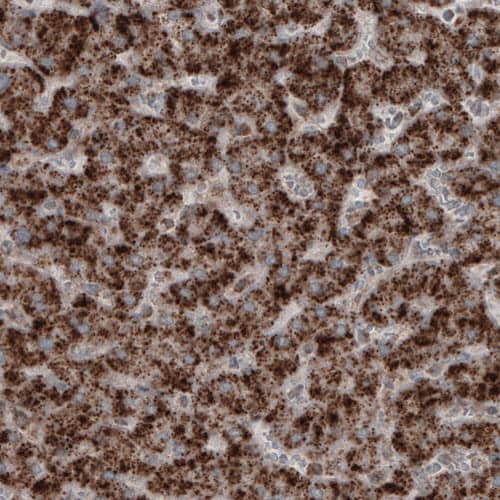 Staining of human liver shows strong granular cytoplasmic positivity in hepatocytes.