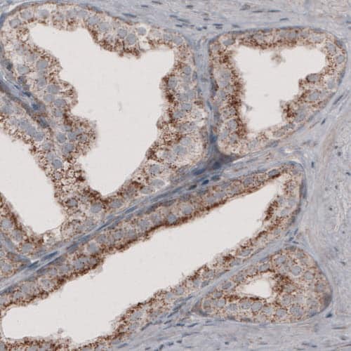 Staining of human prostate shows granular cytoplasmic immunoreactivity in glandular cells.