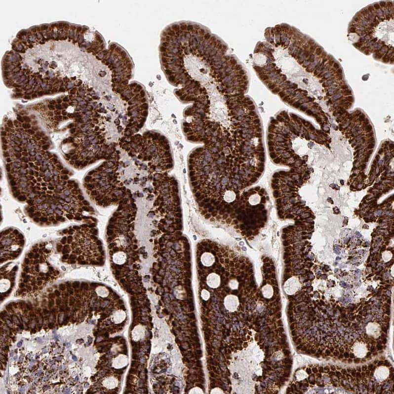 Staining of human duodenum shows strong cytoplasmic positivity in glandular cells.
