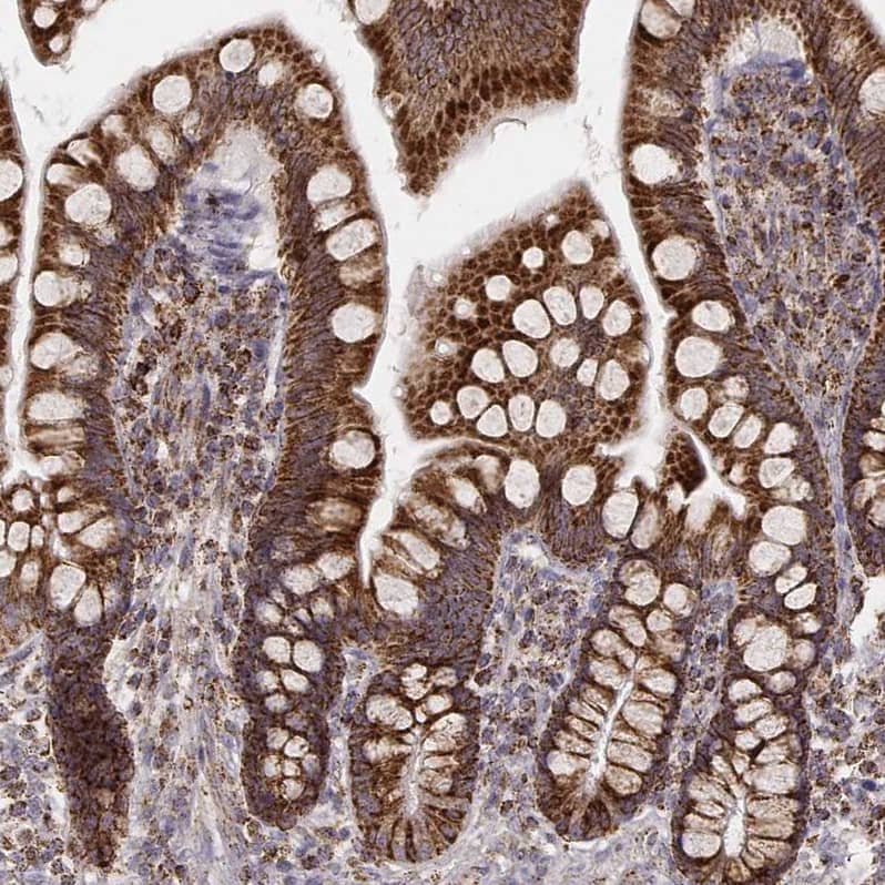 Staining of human small intestine shows strong cytoplasmic positivity in glandular cells.
