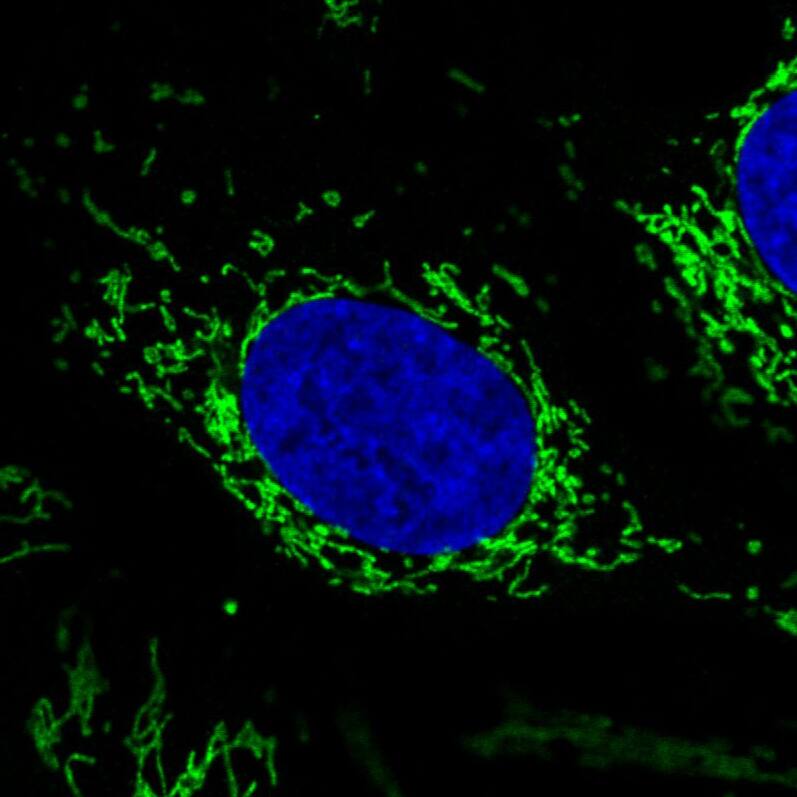 Staining in U2OS cell line with Anti-CS Citrate Synthase monoclonal antibody) .