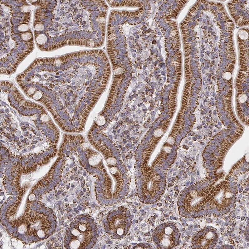 Staining of human duodenum shows strong cytoplasmic positivity in glandular cells.