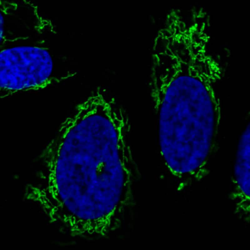 Staining in U2OS cell line with Anti-CS Citrate Synthase monoclonal antibody) .