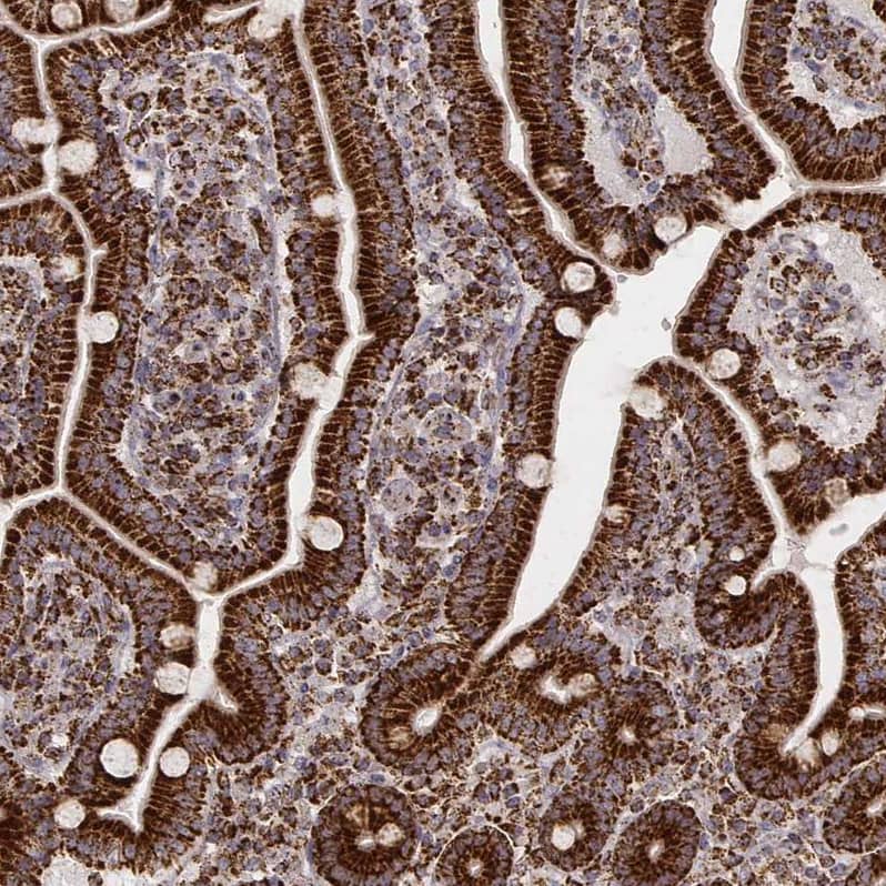 Staining of human duodenum shows strong cytoplasmic positivity in glandular cells.