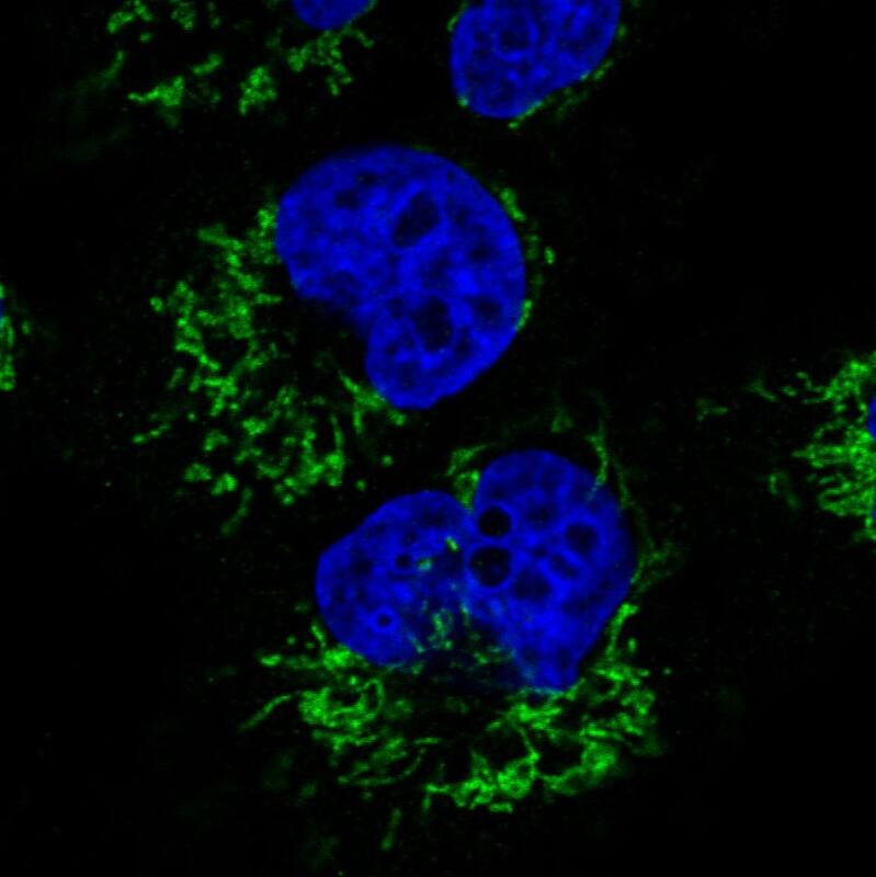 Staining in U251 cell line with Anti-CS Citrate Synthase monoclonal antibody) .
