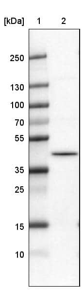 Lane 1: Marker [kDa]Lane 2:Human cell line U-251 MG