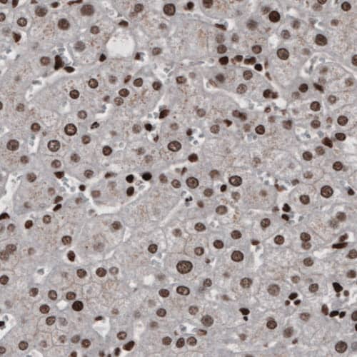 Staining of human liver shows nuclear immunoreactivity in hepatocytes.