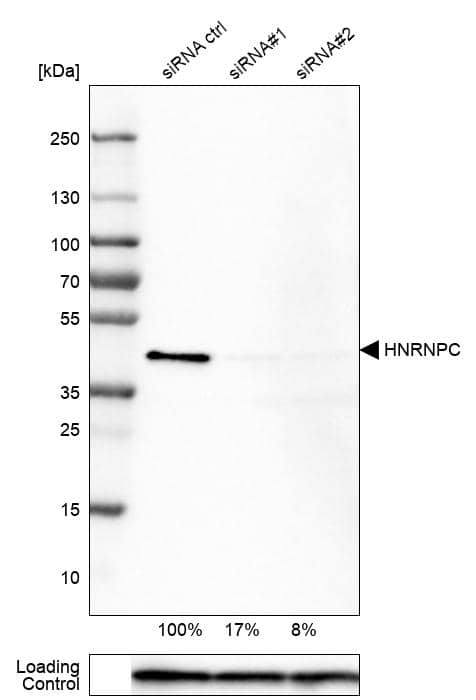 Analysis in U-251MG cells transfected with control siRNA, target specific siRNA probe #1 and #2, using Anti-hnRNP C1 + C2 antibody. Remaining relative intensity is presented. Loading control: Anti-PPIB.