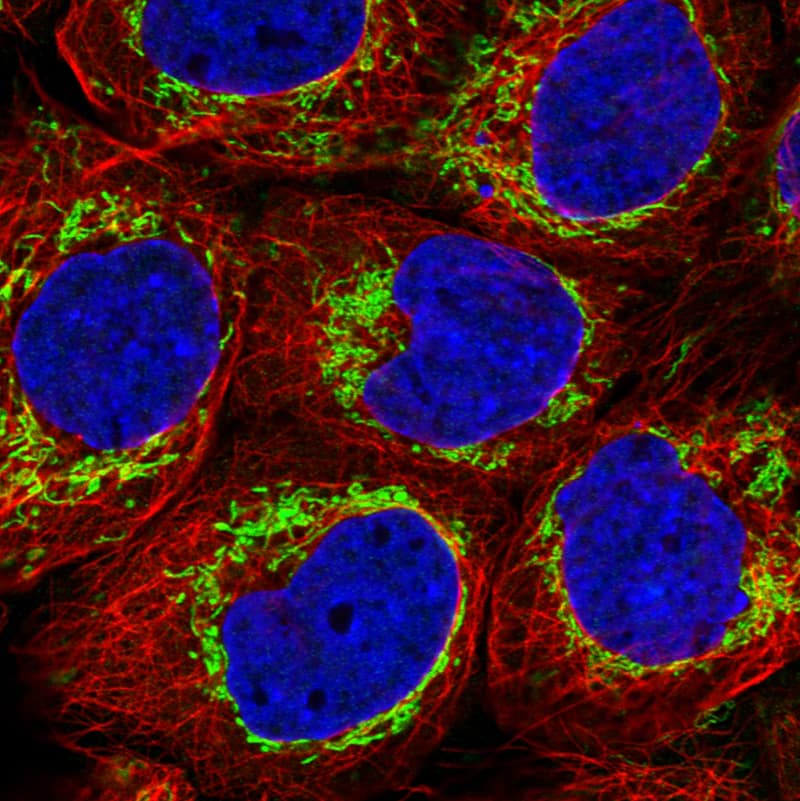 Staining in A431 cell line with Anti-TUFM monoclonal antibody) .