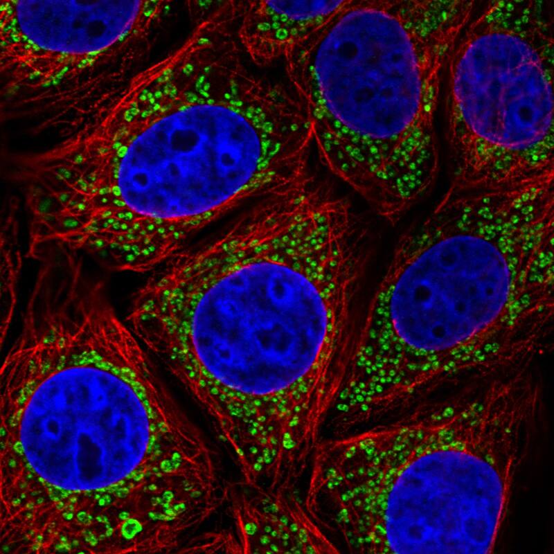 Staining in MCF7 cell line with Anti-TUFM monoclonal antibody) .