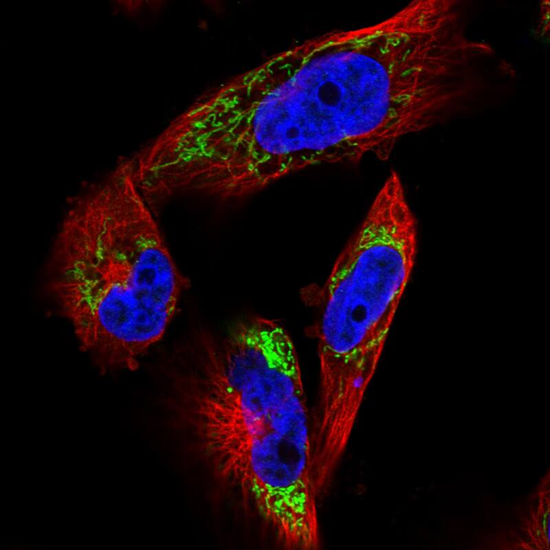 Staining in U251 cell line with Anti-TUFM monoclonal antibody) .