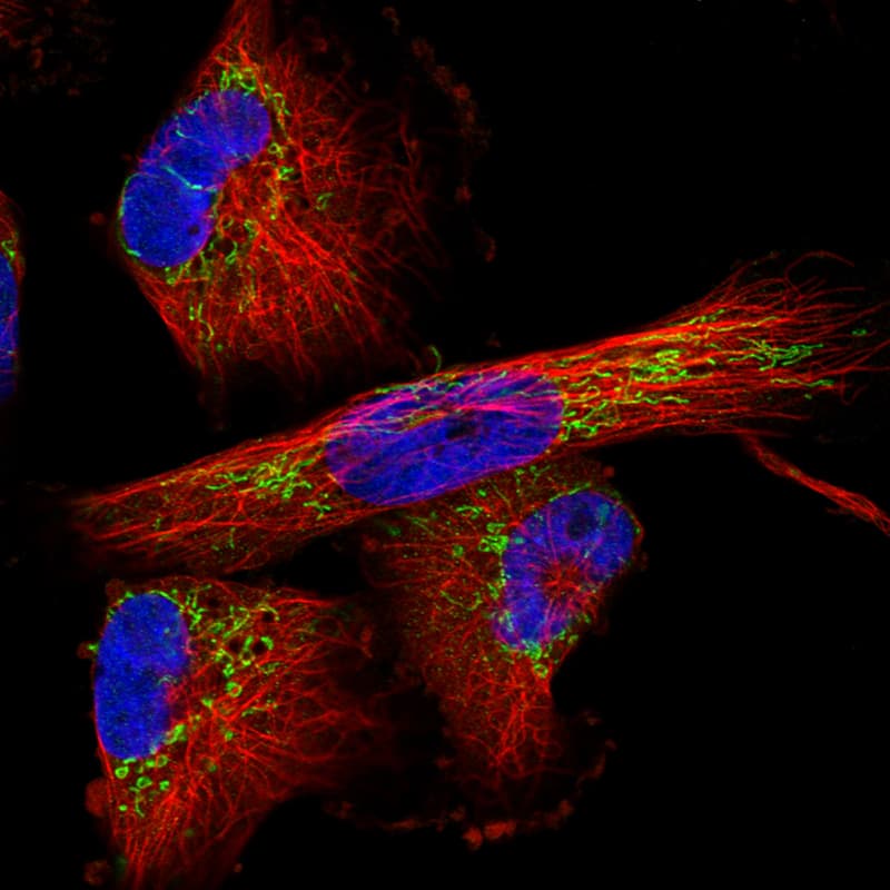 Staining in U251 cell line with Anti-TUFM monoclonal antibody) .