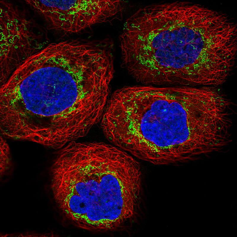 Staining in A431 cell line with Anti-TUFM monoclonal antibody) .