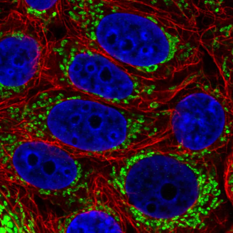 Staining in MCF7 cell line with Anti-TUFM monoclonal antibody) .
