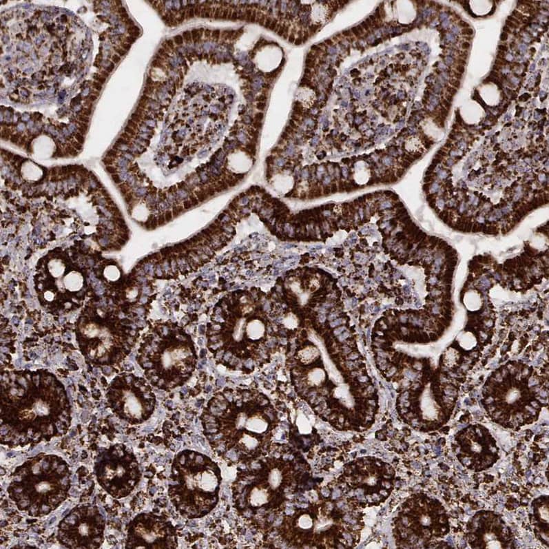 Staining of human duodenum shows strong granular cytoplasmic positivity in glandular cells.