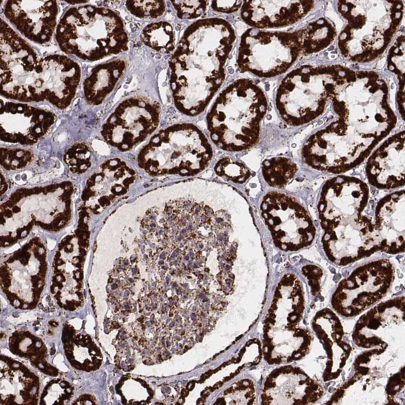 Staining of human kidney shows strong granular cytoplasmic positivity in cells in tubules and moderate positivity in glomeruli.