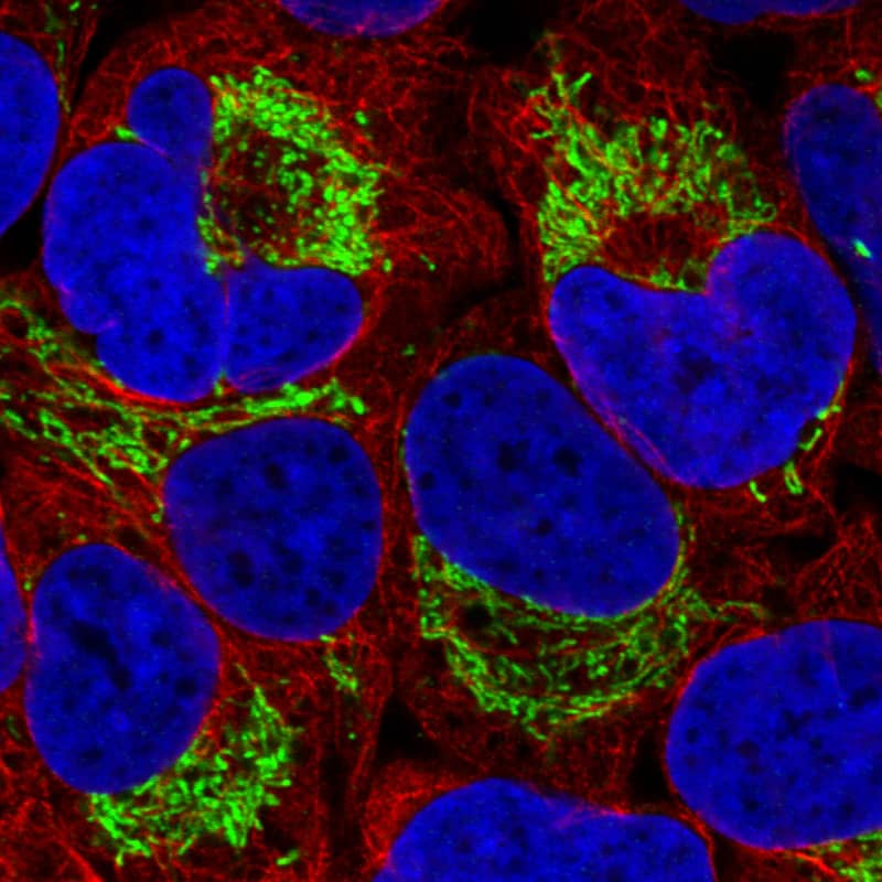 Staining in U2OS cell line with Anti-TUFM monoclonal antibody) .