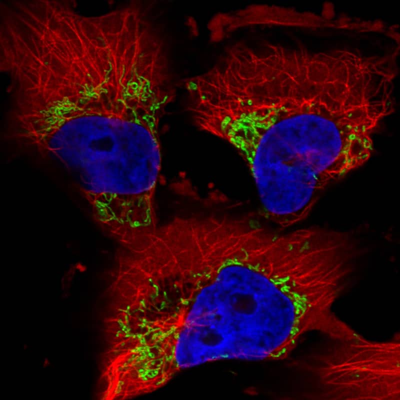 Staining in U251 cell line with Anti-TUFM monoclonal antibody) .