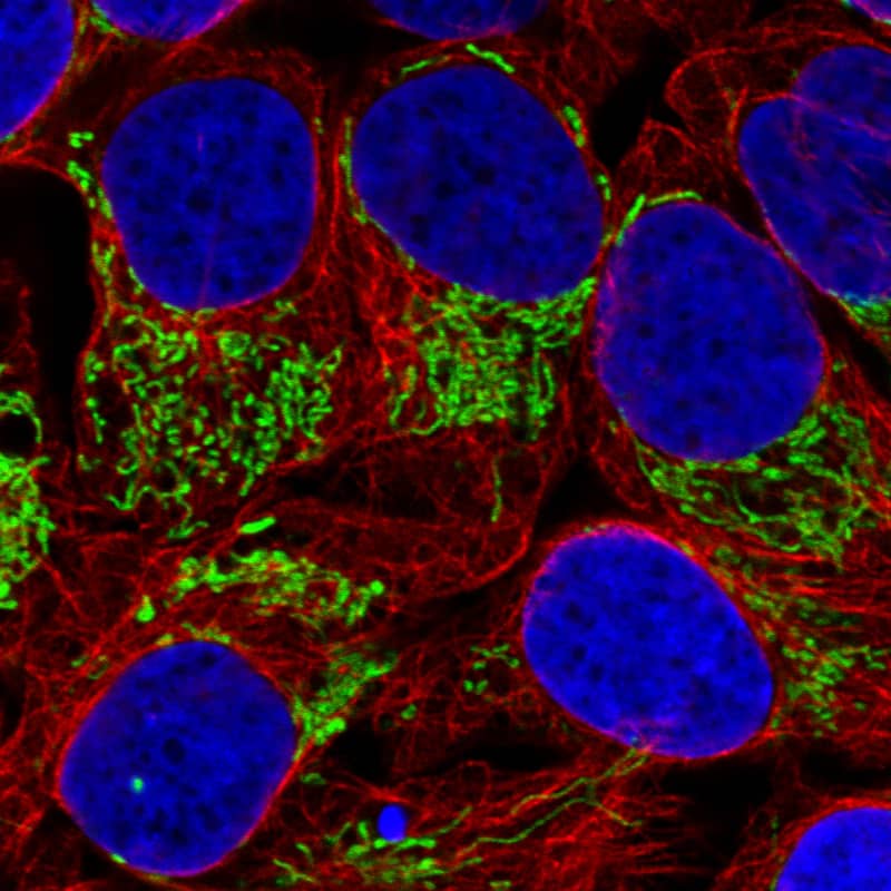 Staining in U2OS cell line with Anti-TUFM monoclonal antibody) .