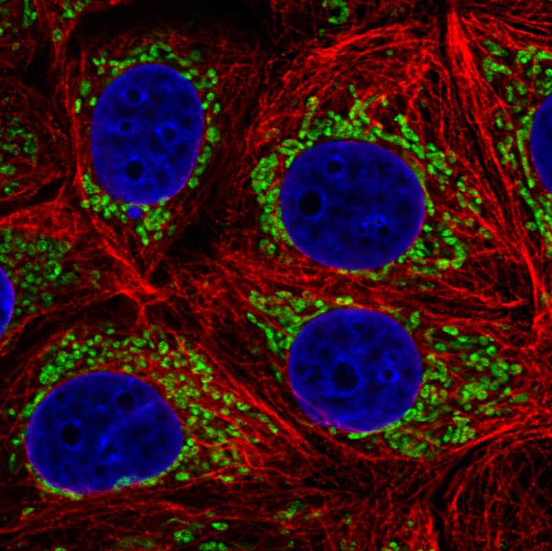 Staining in MCF7 cell line with Anti-TUFM monoclonal antibody) .