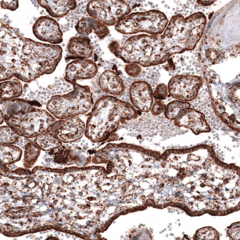 Staining of human placenta shows strong granular cytoplasmic positivity in trophoblastic cells.
