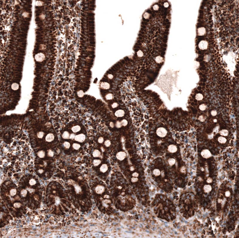 Staining of human small intestine shows strong cytoplasmic positivity in glandular cells.