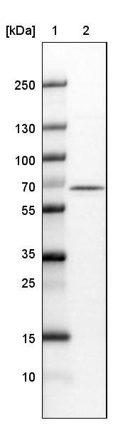 Lane 1: Marker [kDa]Lane 2:Human cell line U-251 MG