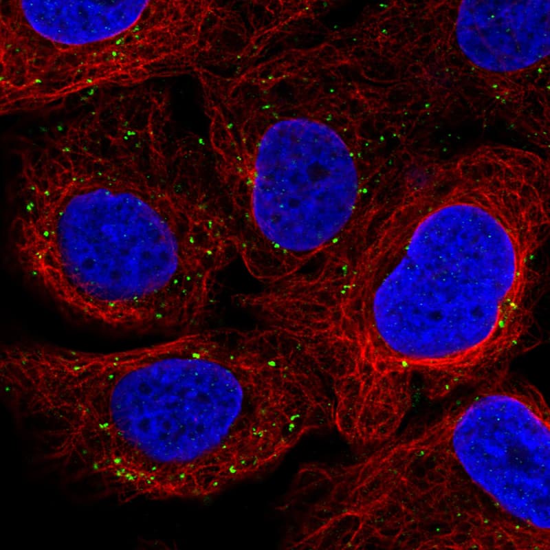 Staining in U2OS cell line with Anti-VSP26A monoclonal antibody) .