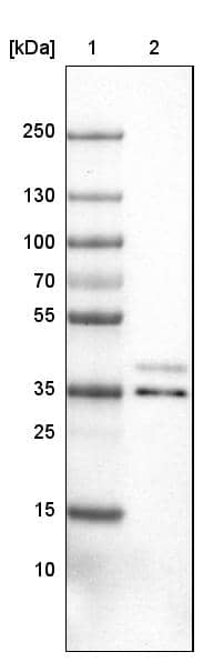 Lane 1: Marker [kDa]Lane 2: Human cell line U-251 MG
