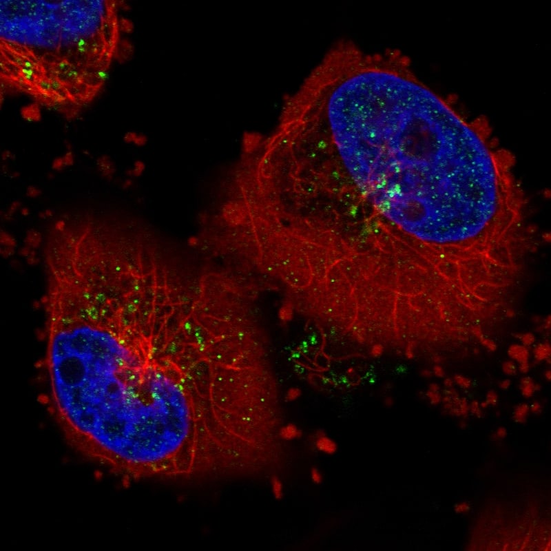 Immunocytochemistry/ Immunofluorescence VPS26A Antibody (CL2287) - Azide and BSA Free
