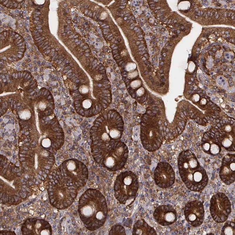 Staining of human duodenum shows moderate to strong cytoplasmic positivity in glandular cells.