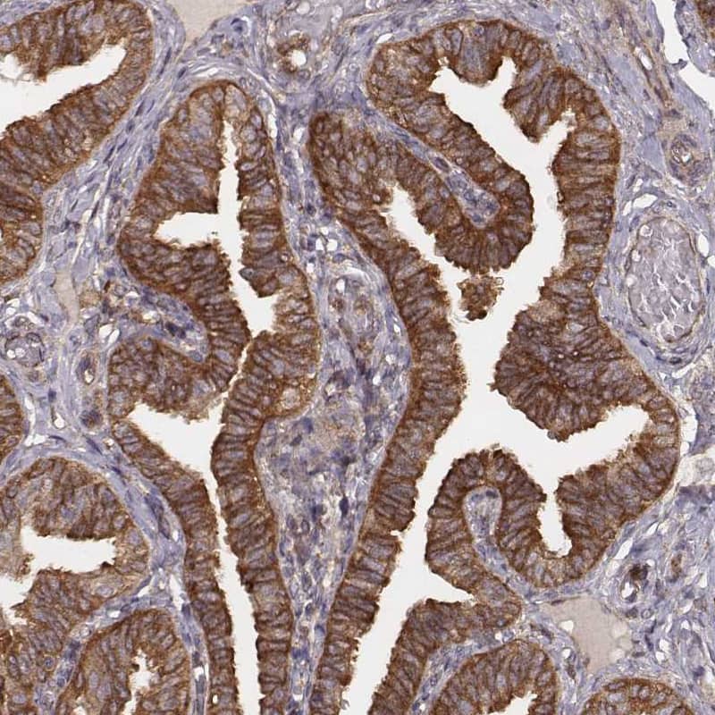 Staining of human fallopian tube shows moderate to strong cytoplasmic positivity in glandular cells.