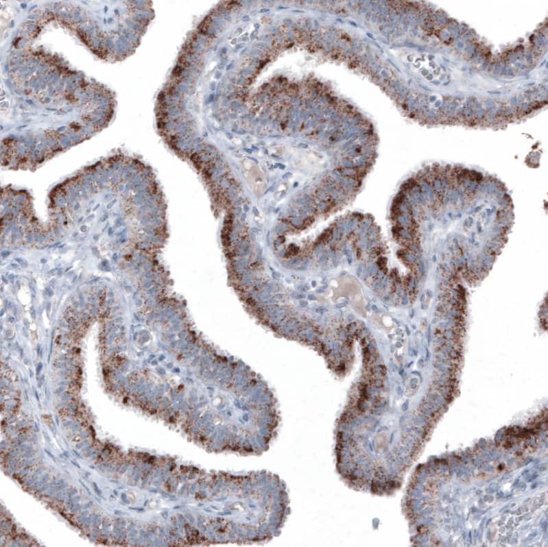 Staining of human fallopian tube shows moderate granular cytoplasmic positivity in glandular cells.