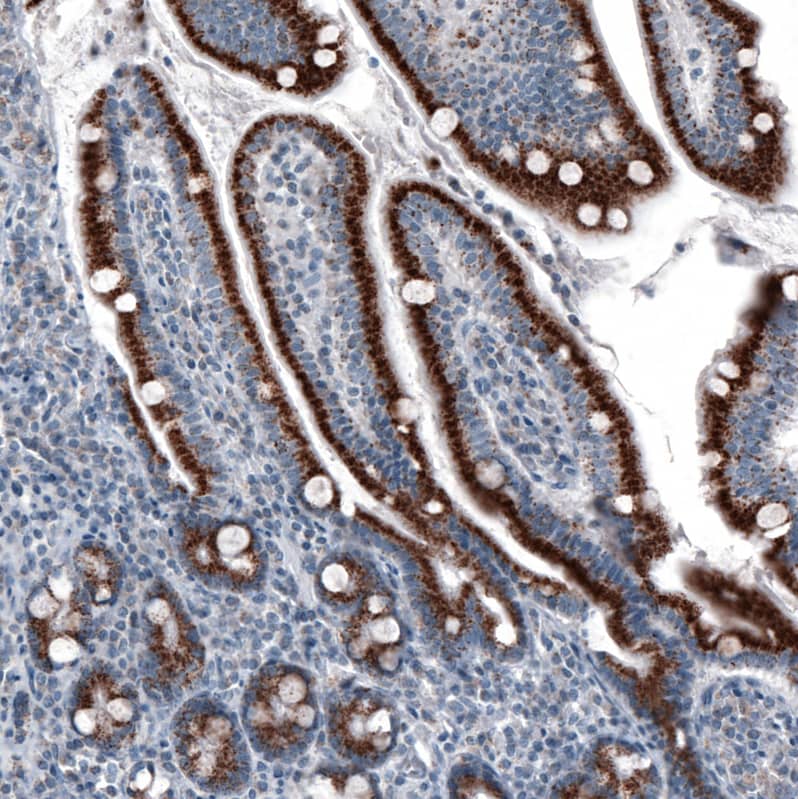 Staining of human small intestine shows strong granular cytoplasmic positivity in glandular cells.
