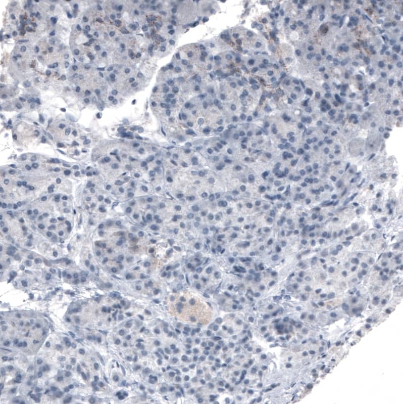 Staining of human pancreas shows weak granular cytoplasmic positivity in exocrine glandular cells.