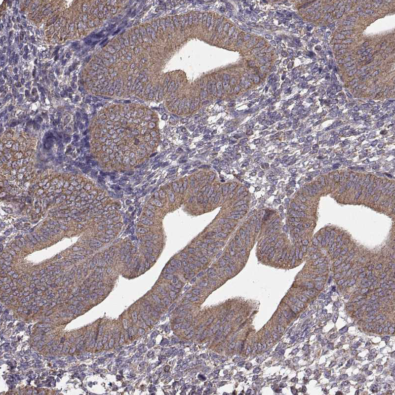 Staining of human endometrium shows moderate cytoplasmic positivity in glandular cells.