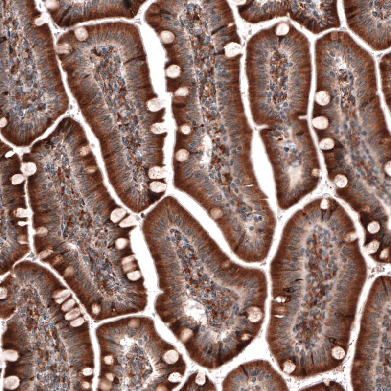 Staining of human small intestine shows strong cytoplasmic positivity in glandular cells.