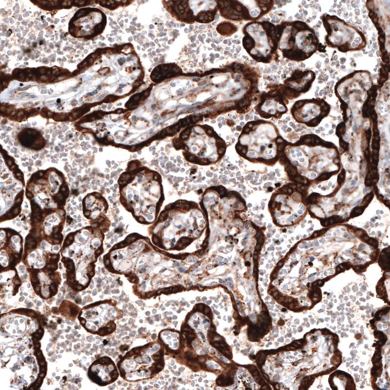 Staining of human placenta shows strong cytoplasmic positivity in trophoblastic cells.