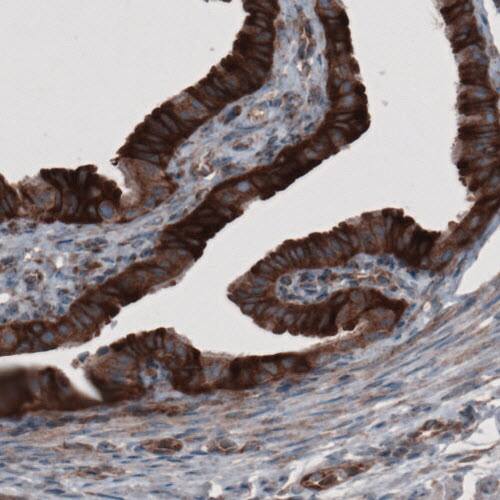 Staining of human fallopian tube shows strong cytoplasmic immunoreactivity in glandular cells.