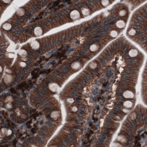 Staining of human small intestine shows cytoplasmic and membranous immunoreactivity in glandular epithelium and lamina propria cells.