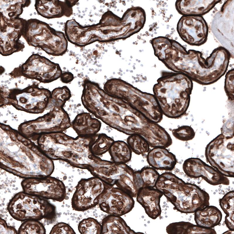 Staining of human placenta shows strong membranous positivity in trophoblastic cells.