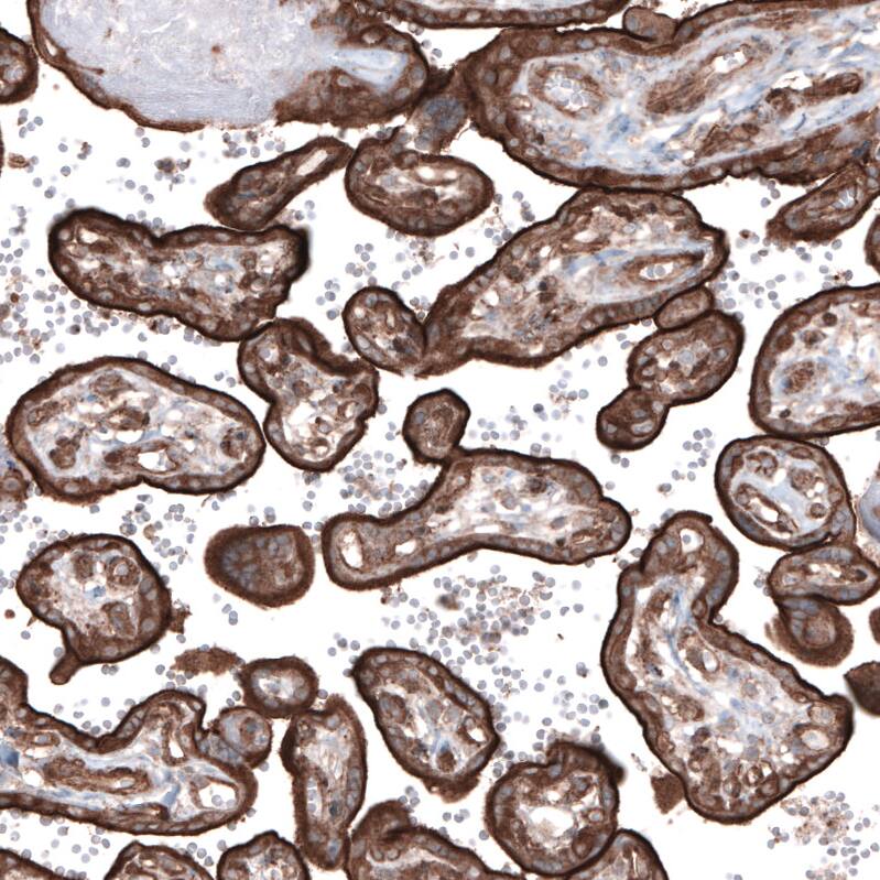 Staining of human placenta shows strong membranous positivity in trophoblastic cells.