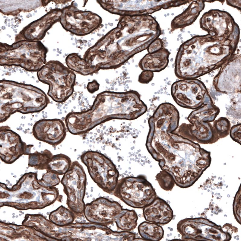 Staining of human placenta shows strong membranous positivity in trophoblastic cells.