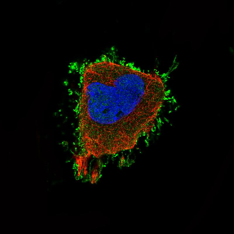 Staining of U-251 cells using the Anti-Ezrin monoclonal antibody) .